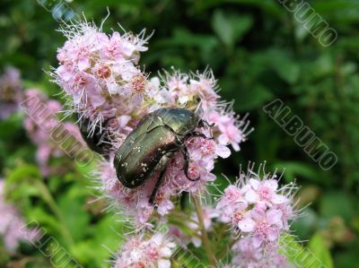 May beetles 