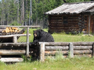 black bear black bear