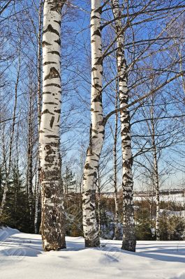 Birch trees in winter