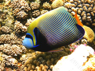 Emperor angelfish and coral reef