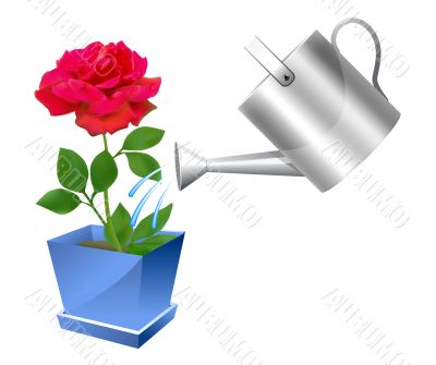 Realistic watering can with rose illustration 