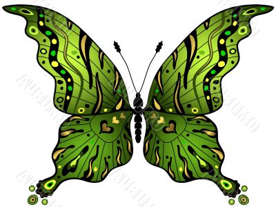 Green-gold butterfly