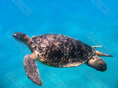 Sea turtle