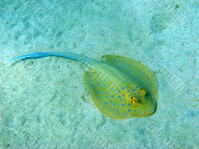 Blue-spotted stingray