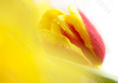 Red-yellow tulip with water drops