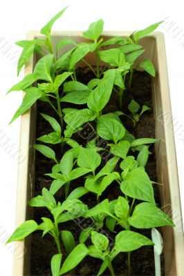 Seedlings of sweet pepper