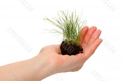 Lawn grass in a human hand