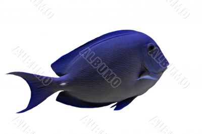 blue Tang fish