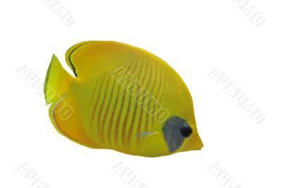Masked butterflyfish (chaetodon larvatus)
