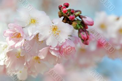 japanese cherry blossom