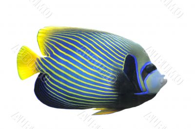 Emperor Angelfish