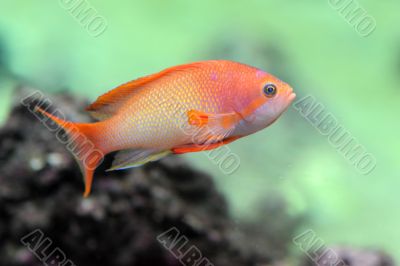 Anthias fish