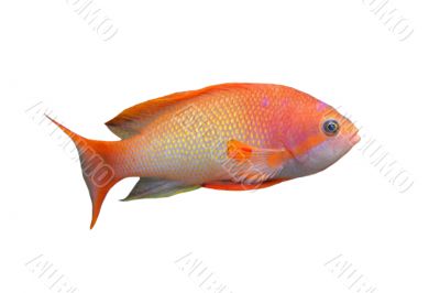 Anthias fish