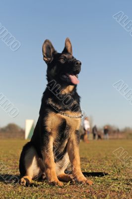 puppy german shepherd