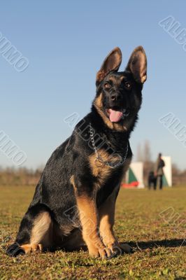 puppy german shepherd