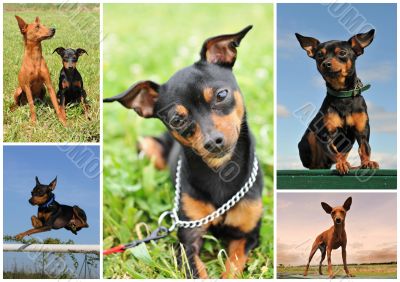 miniature pinscher