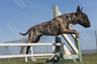 jumping bull terrier