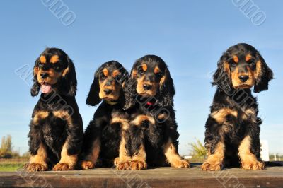 puppies english cocker
