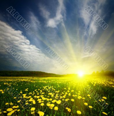 field of grass with dandelion in sunset