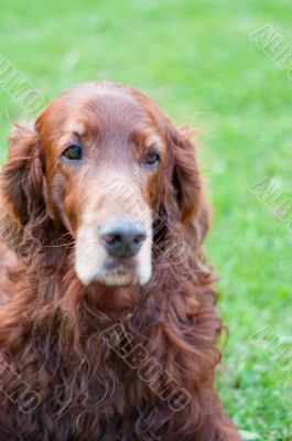 Irish setter