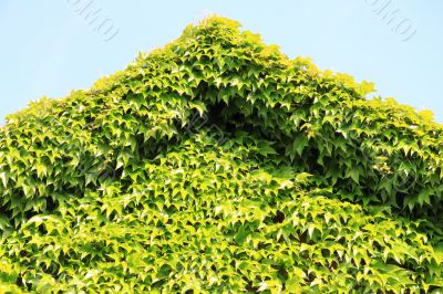 Facade covered with ivy plants Facade covered with ivy plants