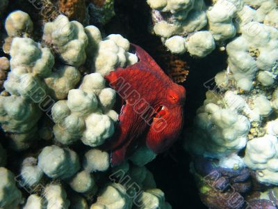 Octopus and coral reef