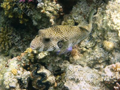 White-spotted puffer and coral reef