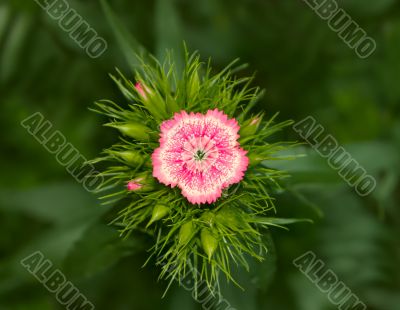 Inflorescence of phlox