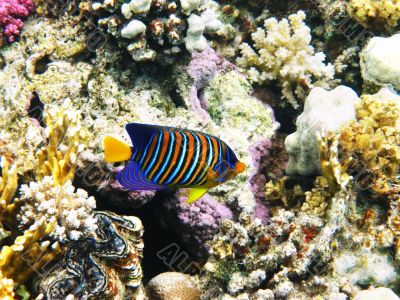 Royal angelfish and coral reef