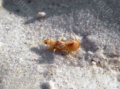 Mole cricket on the sand