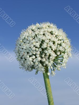 Inflorescence of onion. Vertical