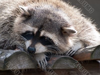 racoon