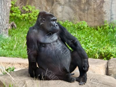 male gorilla