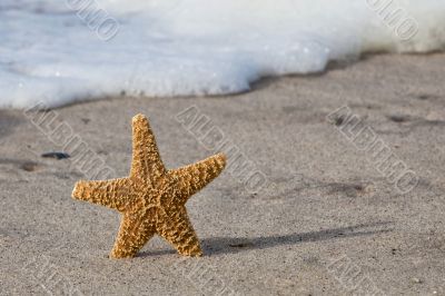 Sea Star on the Shore