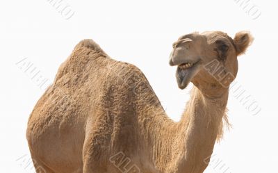 Camel