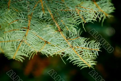 Close up of spruce branch, horizontal orientation.