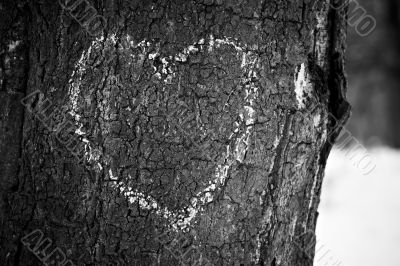 Heart drawn on tree trunk