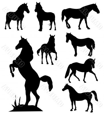 vector silhouettes of horses