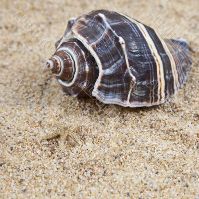 Nice sea shells on the sandy beach taken closeup