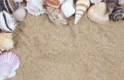 Nice sea shells on the sandy beach taken closeup, Shell border or frame