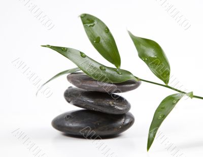 zen stones and leaves with water drops, isolated. spa background 