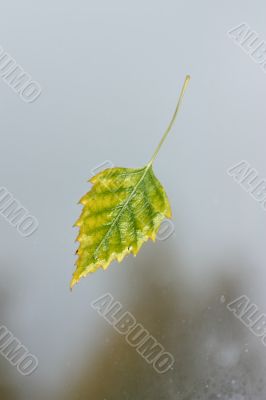 Wet autumn leaves, clinging to the window