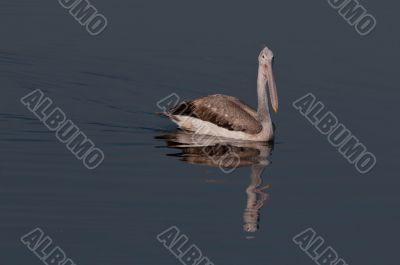 Spot Billed Pelican