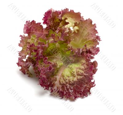 Lettuce. Lettuce.