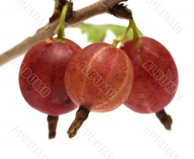 Gooseberries. Gooseberries.
