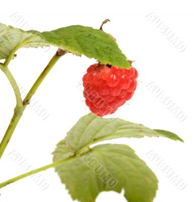 Raspberry-cane. Raspberry-cane.