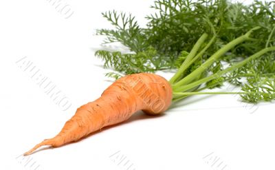 Carrot. Carrot.