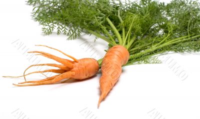 Carrots. Carrots.