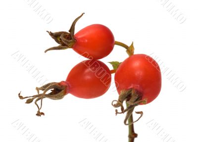 Dogrose berry.