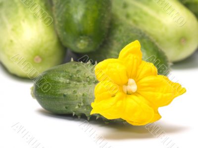 Cucumber. Cucumber.